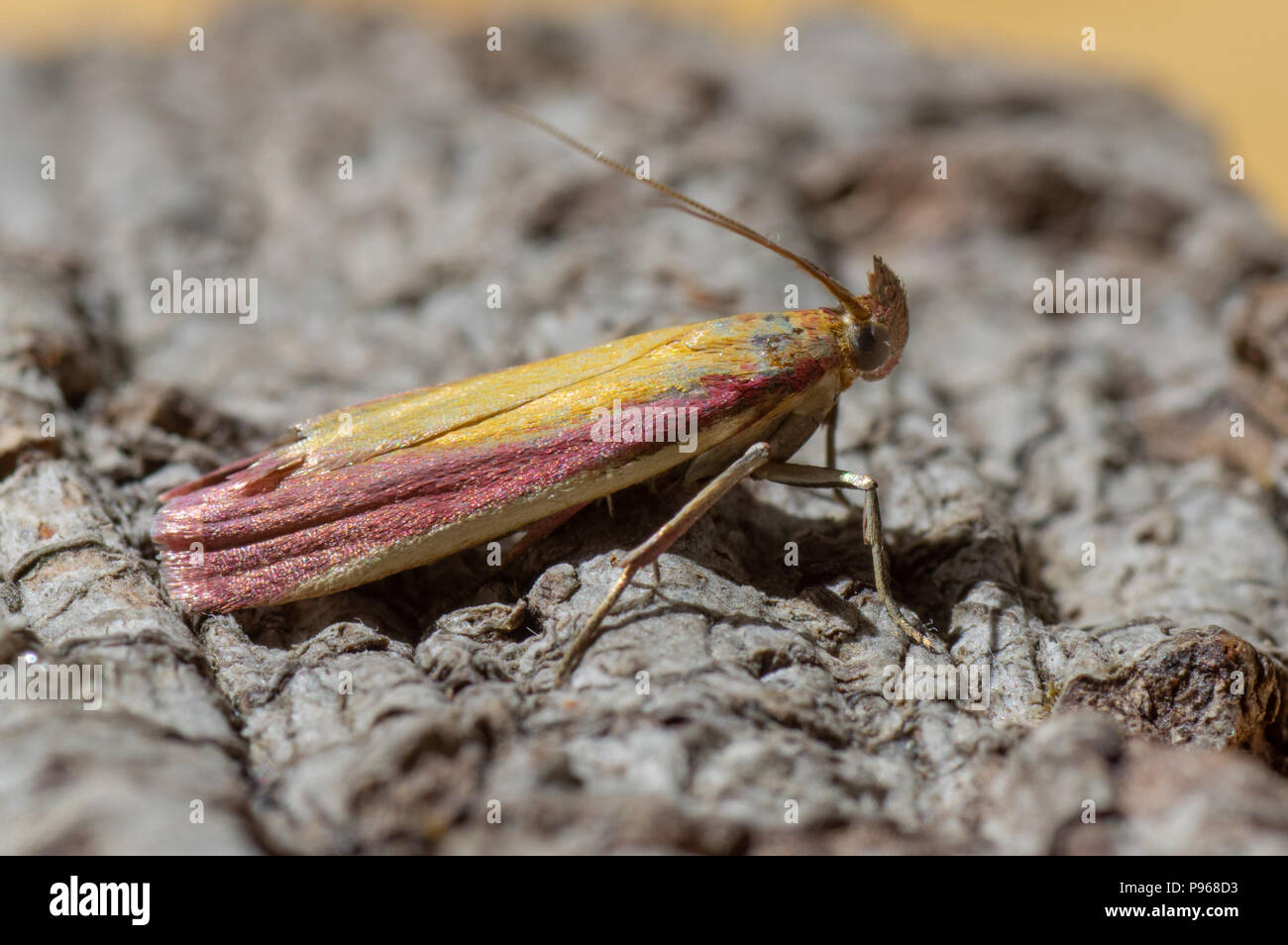 Oncocera semirubella micro moth. Dans la famille des Pyralidae au repos, avec substitution, violet et jaune. Banque D'Images