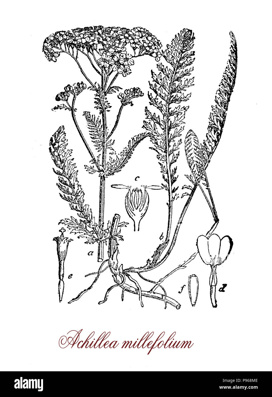 L'Achillea millefolium achillée commune ou de floraison, plante utilisée dans l'aménagement paysager et dans la médecine traditionnelle comme astringent, vieille illustration Banque D'Images