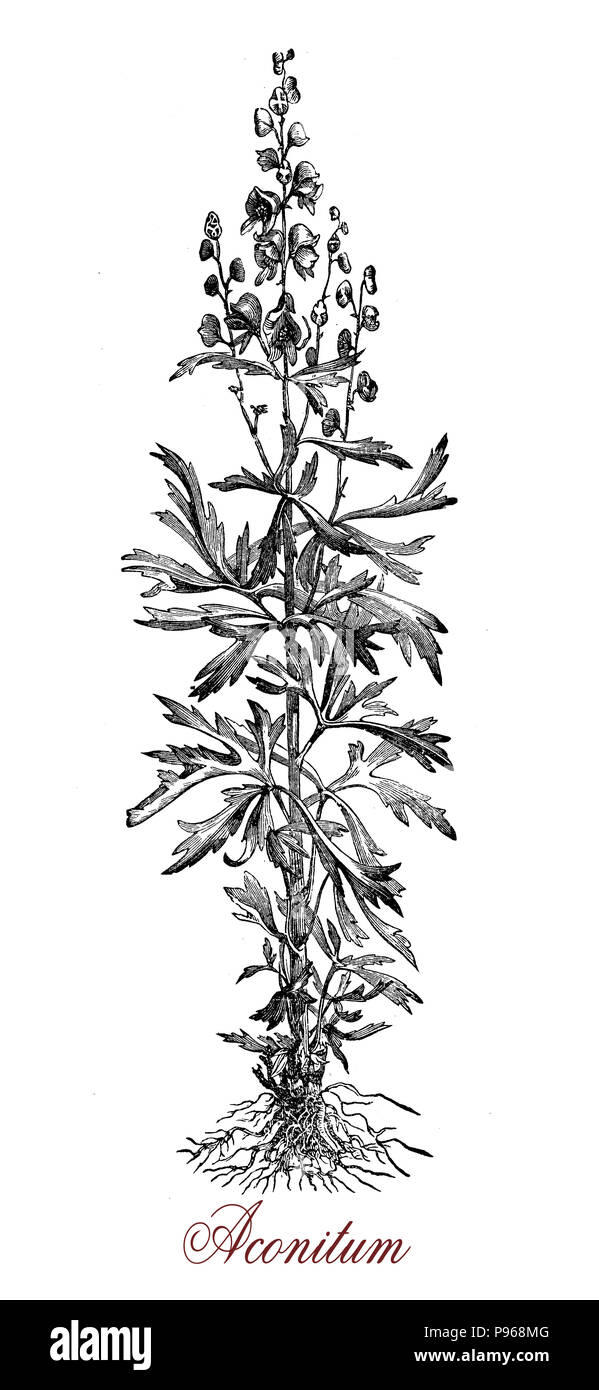 Vintage gravure d'Aconitum, la floraison des plantes vivaces très toxique avec feuilles semipalmé, bleu ou violet fleurs et fruits en capsules de graines.Plusieurs espèces de Aconitum ont été utilisés comme un poison de flèche. Banque D'Images
