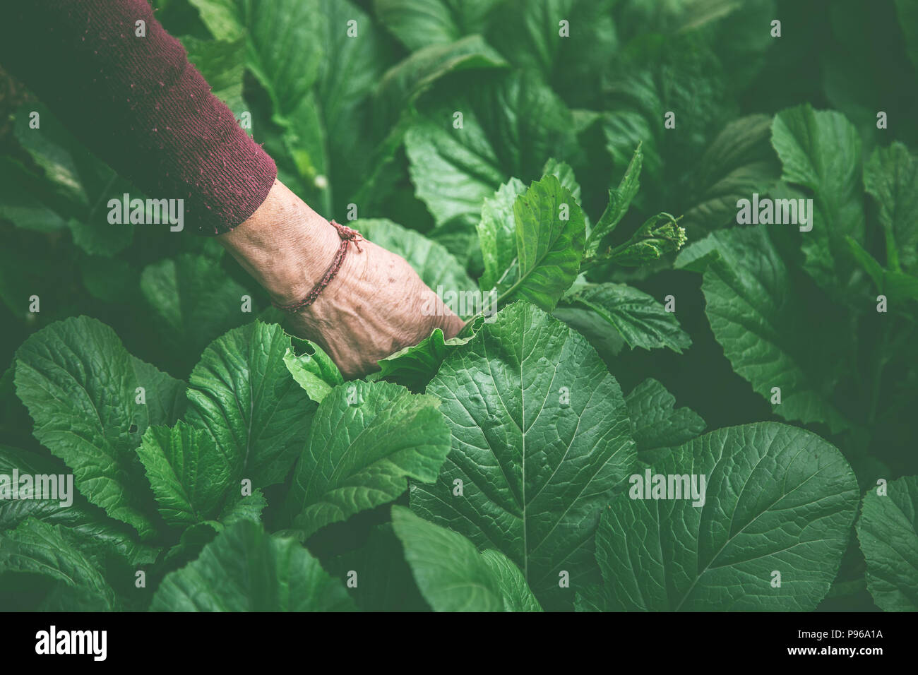 Women picking salade fraîche du jardin de légumes Banque D'Images