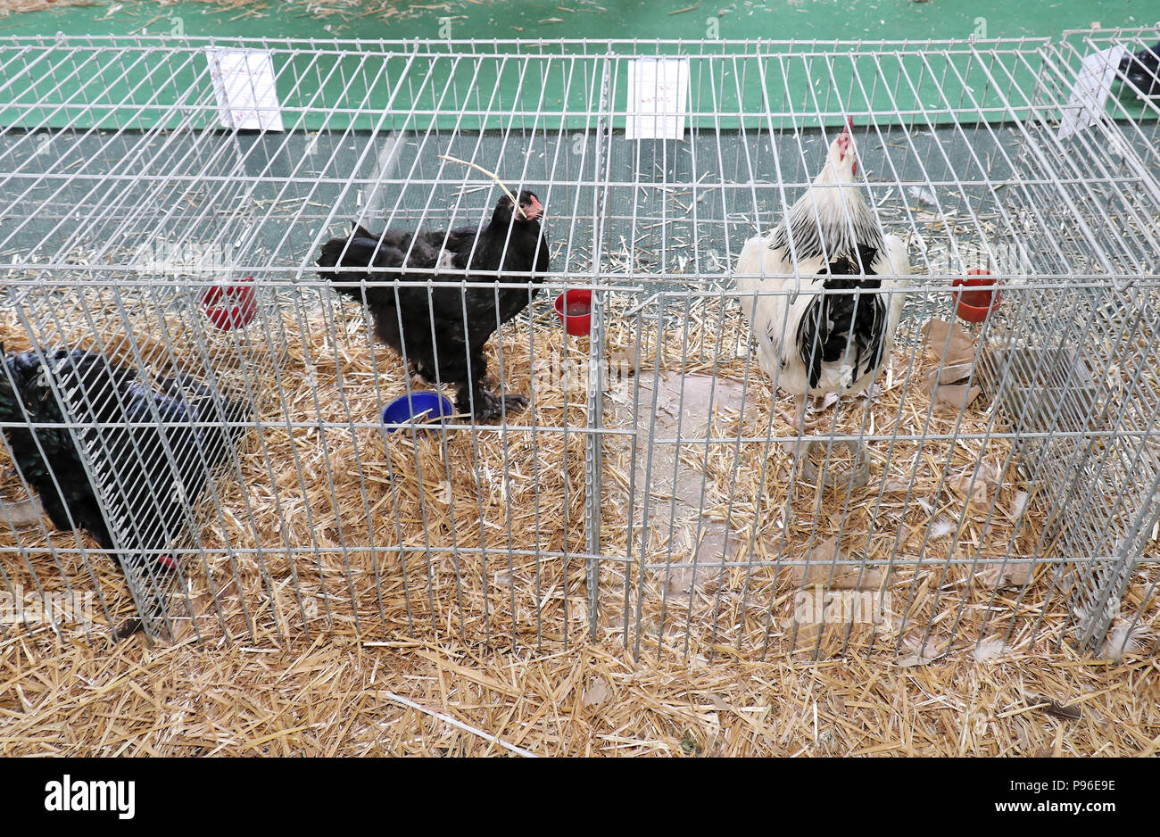 Poulets à l'intérieur de cages métalliques illustré sur l'agriculture juste debout sur la paille avec de l'eau et des contenants alimentaires Banque D'Images