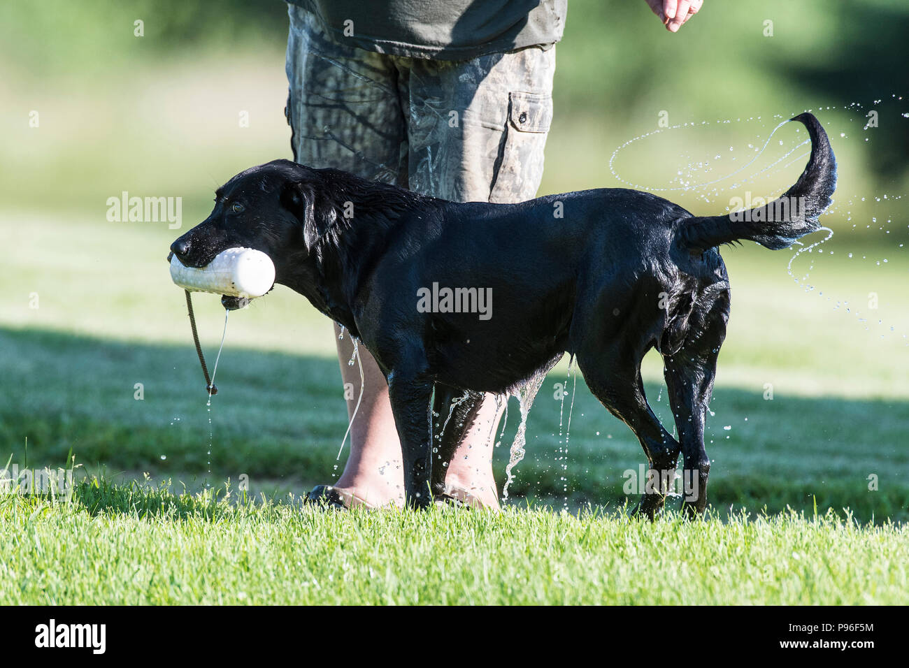 Un Labrador noir la formation pour la saison de chasse Banque D'Images