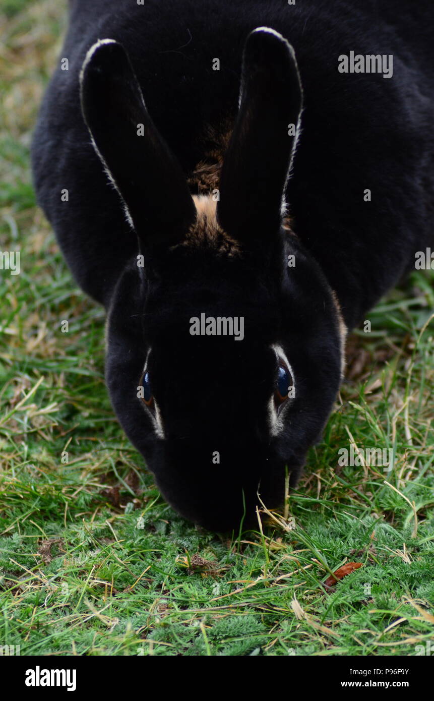 La loutre noire Lapin Rex mange de l'herbe Banque D'Images