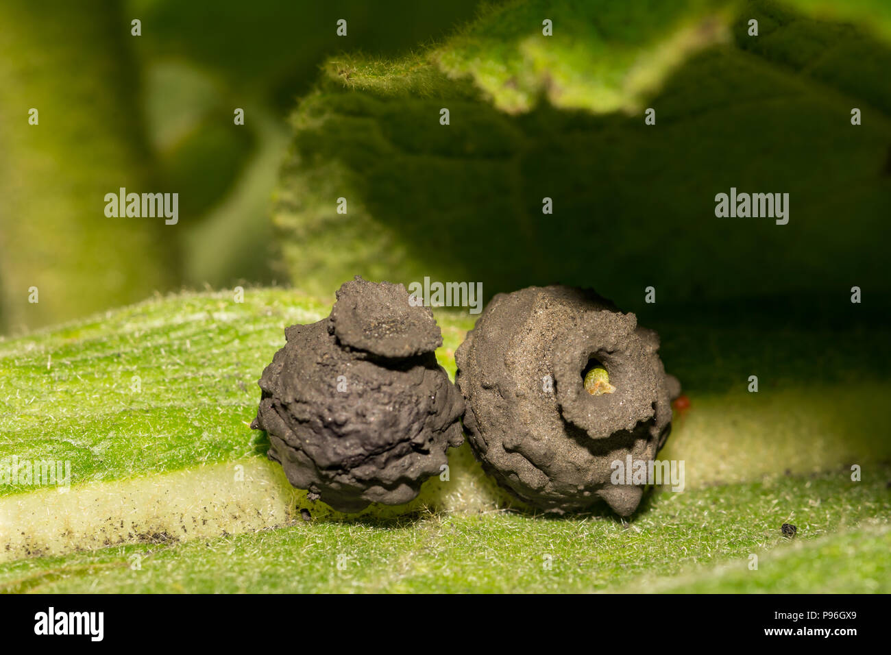 Nids de guêpes Potter (Eumenes sp.) Banque D'Images