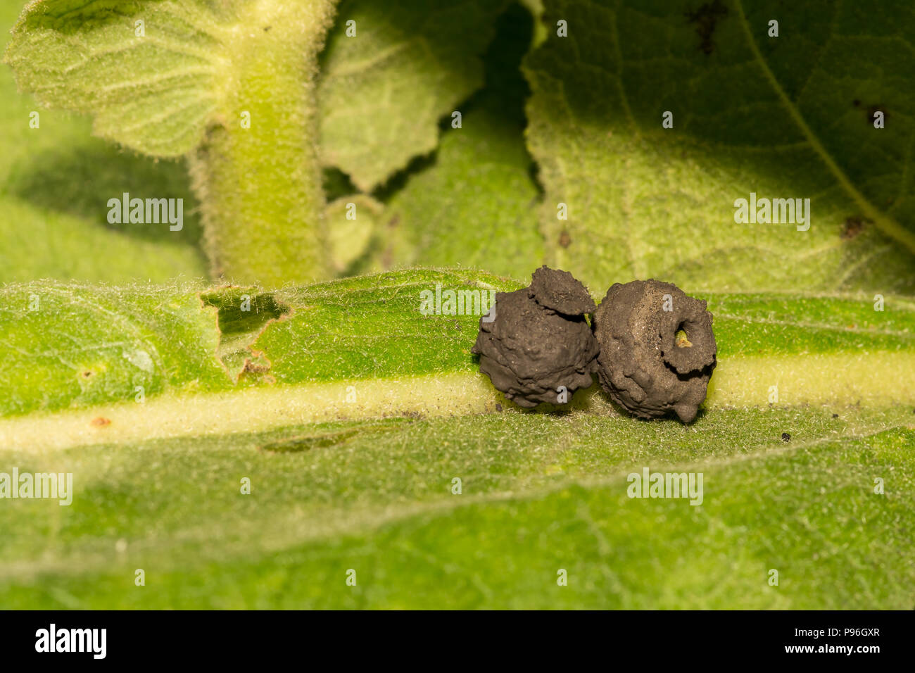 Nids de guêpes Potter (Eumenes sp.) Banque D'Images
