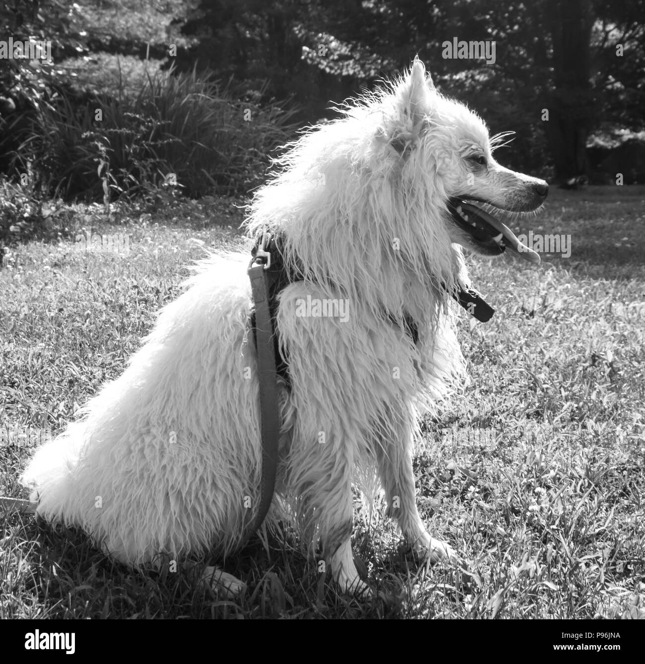 Un chien mouillé est assis dans la cour Banque D'Images