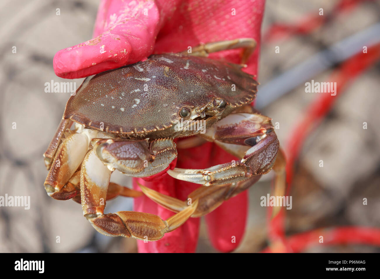 Un gros plan d'un crabe dormeur, Metacarcinus magister, étant détenu par une main gantée de Seaside, Oregon. Banque D'Images