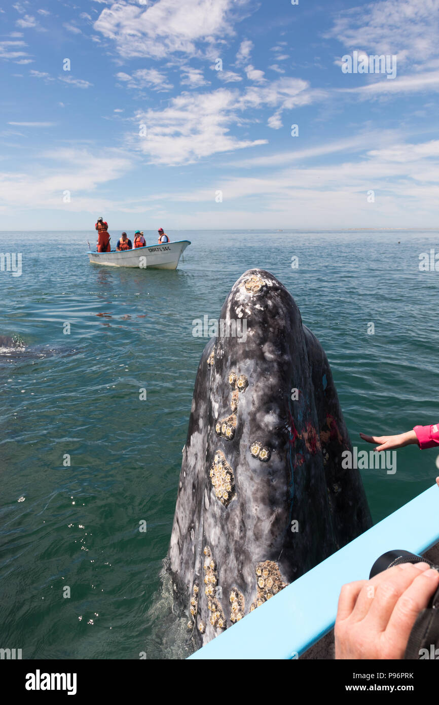 Bahia San Ignacio, baleine à hors de l'eau, Mexique Banque D'Images