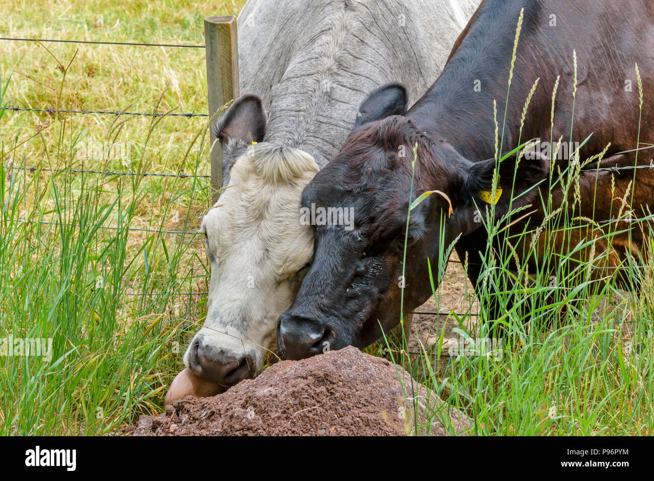 Deux vaches à lécher un monticule de sel ou de gravier à gauche PRÈS DE LA ROUTE POUR UNE UTILISATION EN HIVER Banque D'Images
