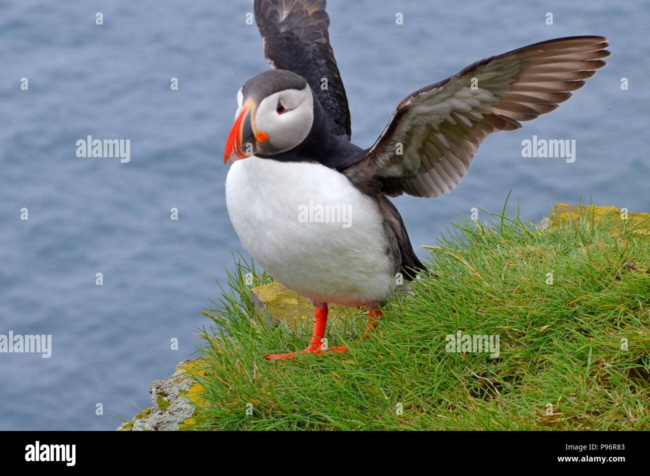 L'Islande macareux Banque D'Images