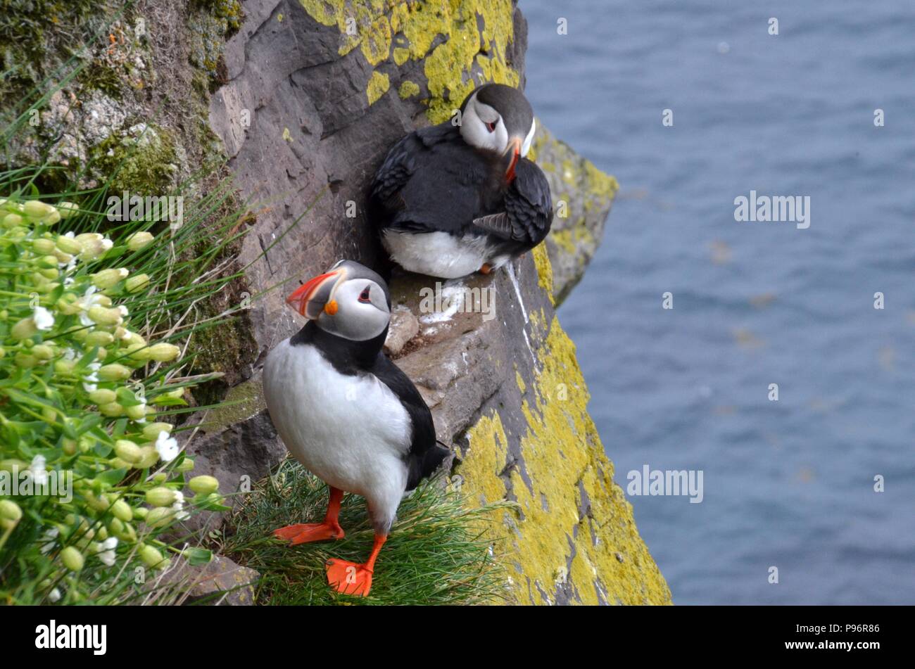 L'Islande macareux Banque D'Images