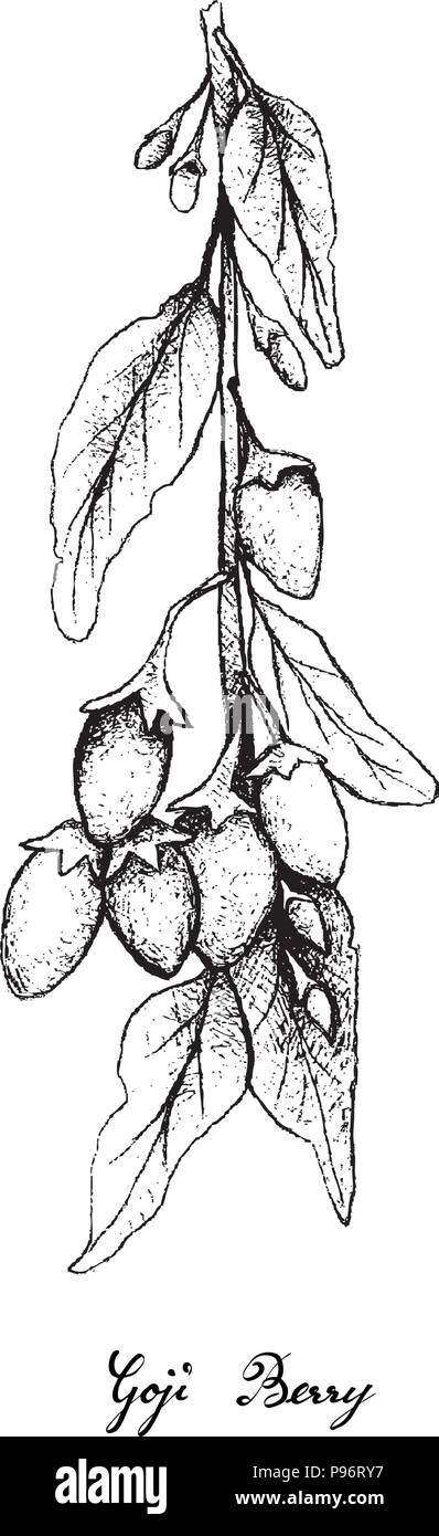 Petits fruits, Illustration Papier peint fond de croquis à main de Goji ou Lycium barbarum Fruits. Une bonne source de vitamine C, zinc, fer à repasser, Illustration de Vecteur