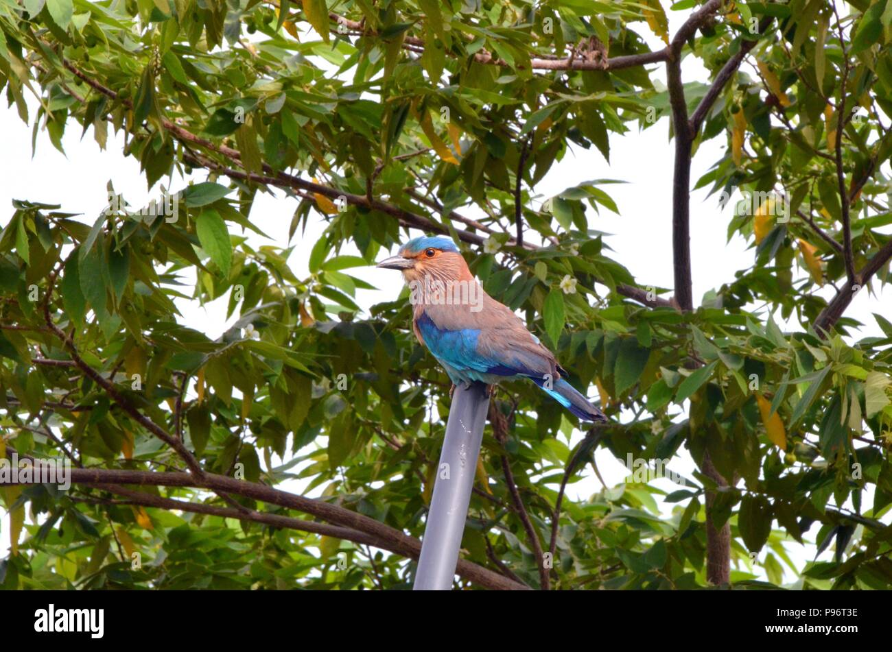 Oiseau du Sri Lanka assis sur un poteau à côté de l'hôtel Banque D'Images