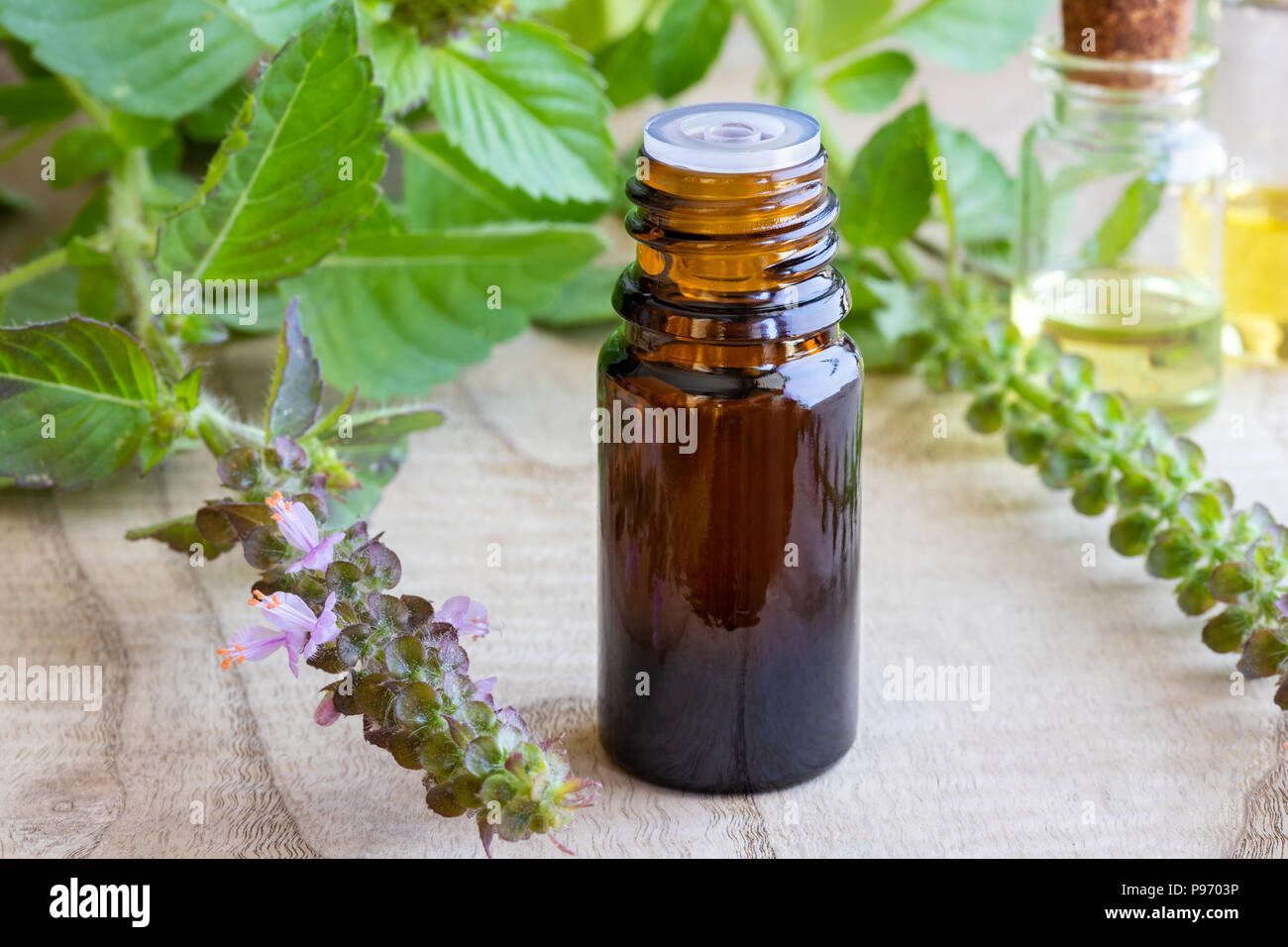 Une bouteille d'huile essentielle de basilic sacré ou tulsi, plant Banque D'Images