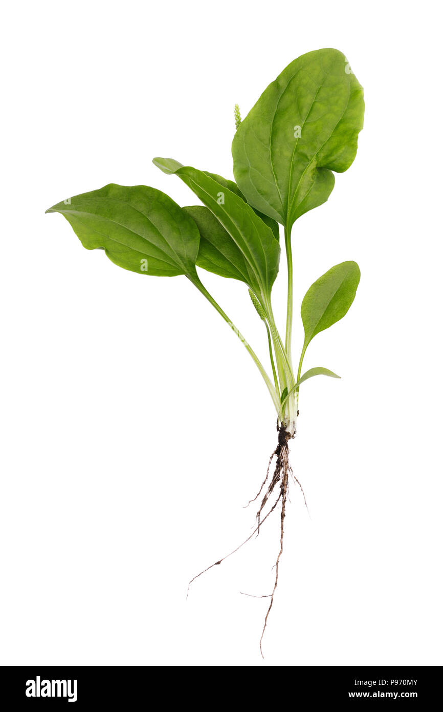 Plantes médicinales : feuilles de plantain avec une racine isolé sur fond blanc, vue du dessus Banque D'Images