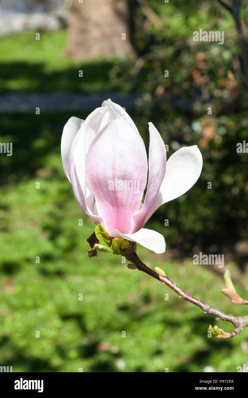 Seule fleur rose Magnolia denudata au printemps. Au début de la floraison arbuste à feuilles caduques ou d'arbre, plantes ornementales Banque D'Images