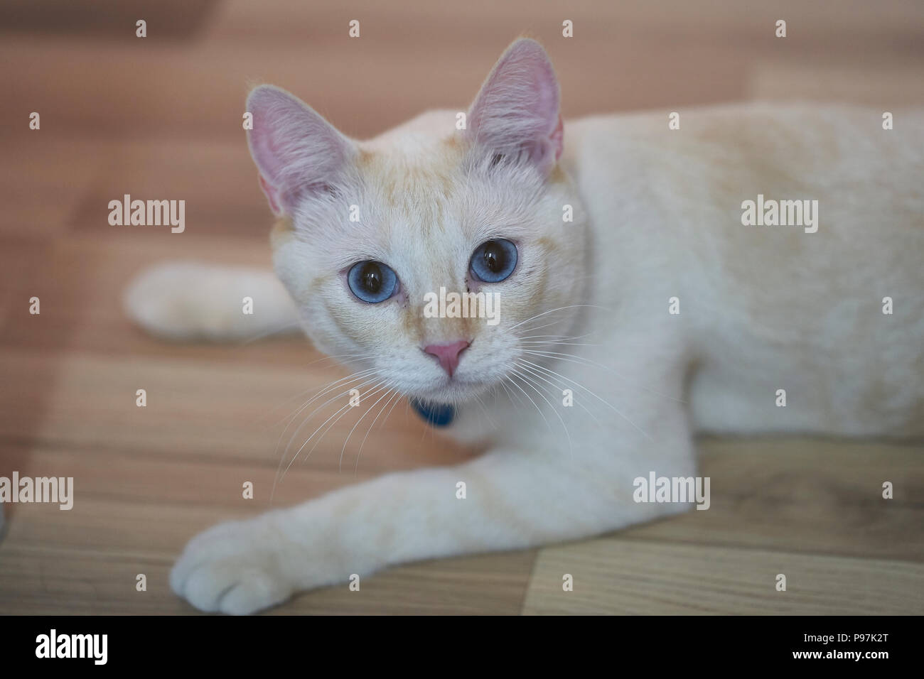 Chat Blanc Aux Yeux Bleus Banque Dimages Photo Stock