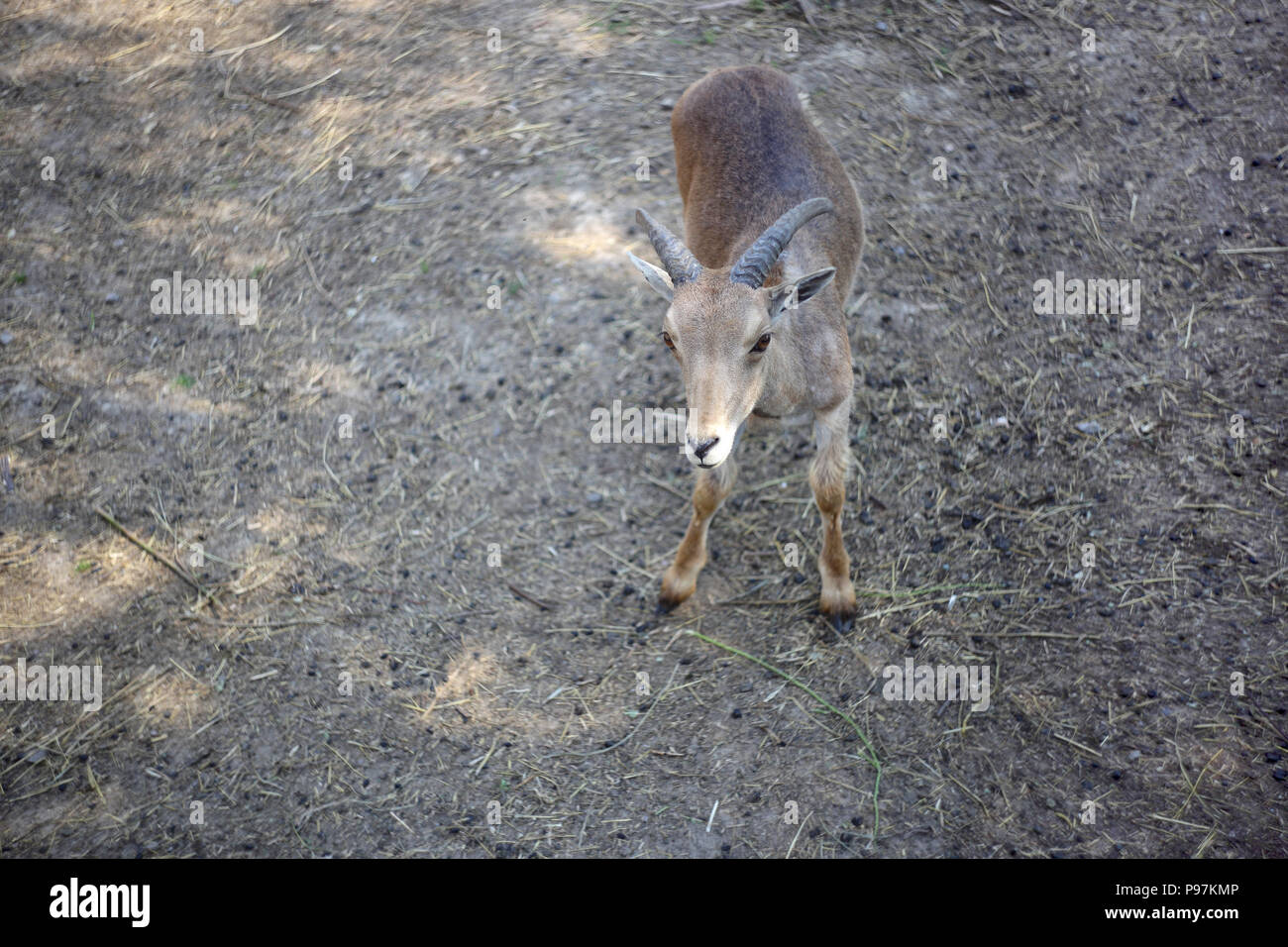 Bébé - les animaux au zoo du mouflon Ovis fond herbe Banque D'Images
