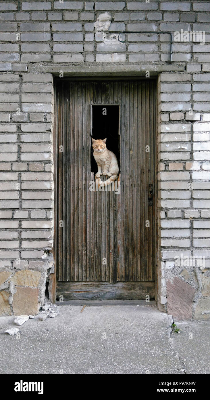 Animaux - sans-abri rouge chat dans une fenêtre d'une vieille porte et un mur de la chambre un arrière-plan Banque D'Images