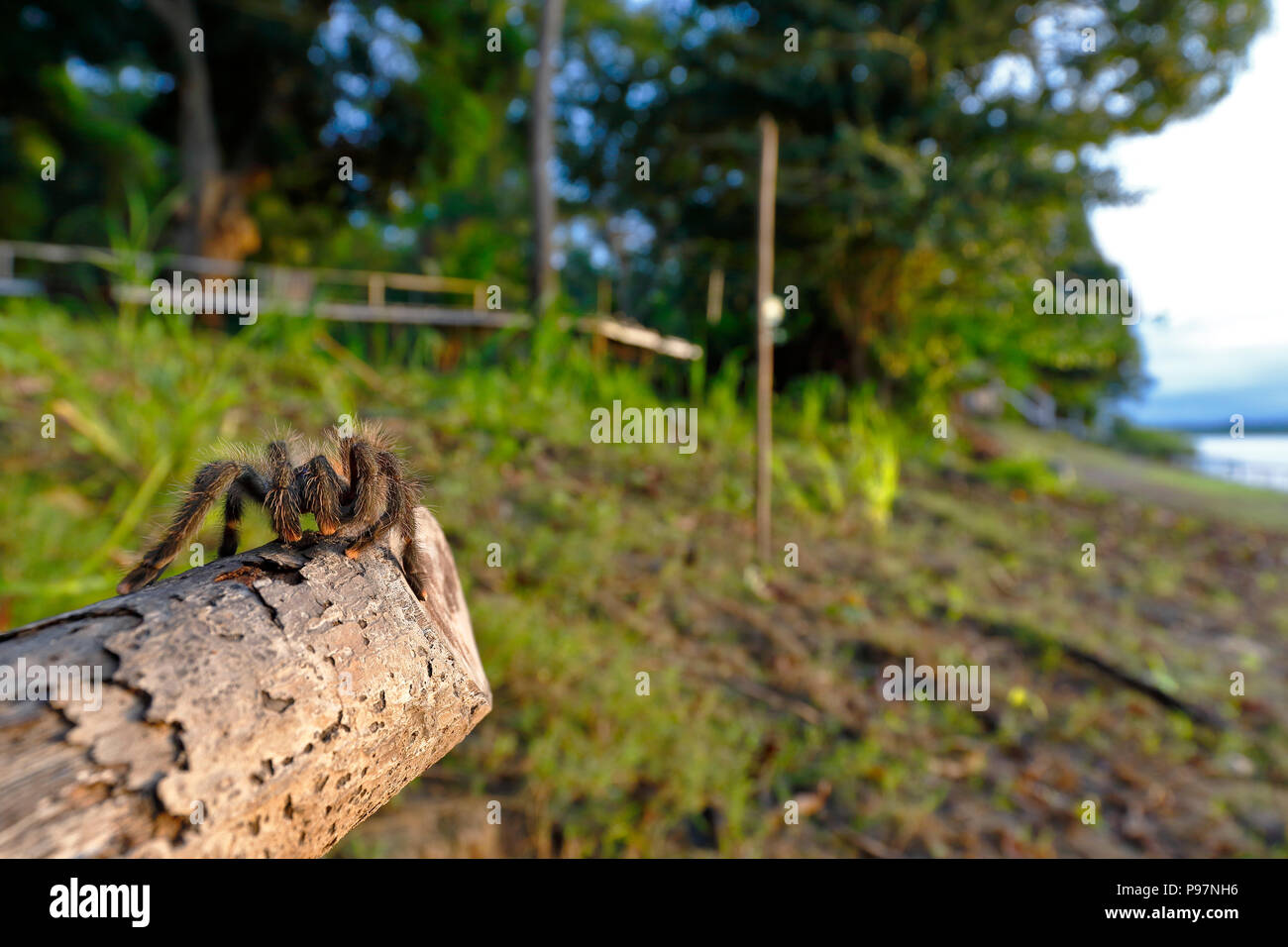 Rose d'avicularia Avicularia (toe) ; copie prises dans la liberté en regard de son habitat Banque D'Images