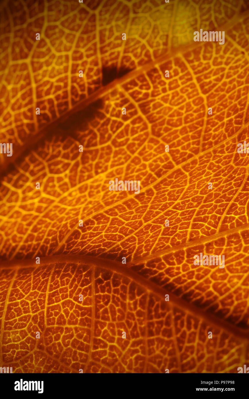 Feuille Orange texture vasculaire close-up. Les vaisseaux sanguins comme des traînées ou des veines ou comme un oiseau du désert Banque D'Images