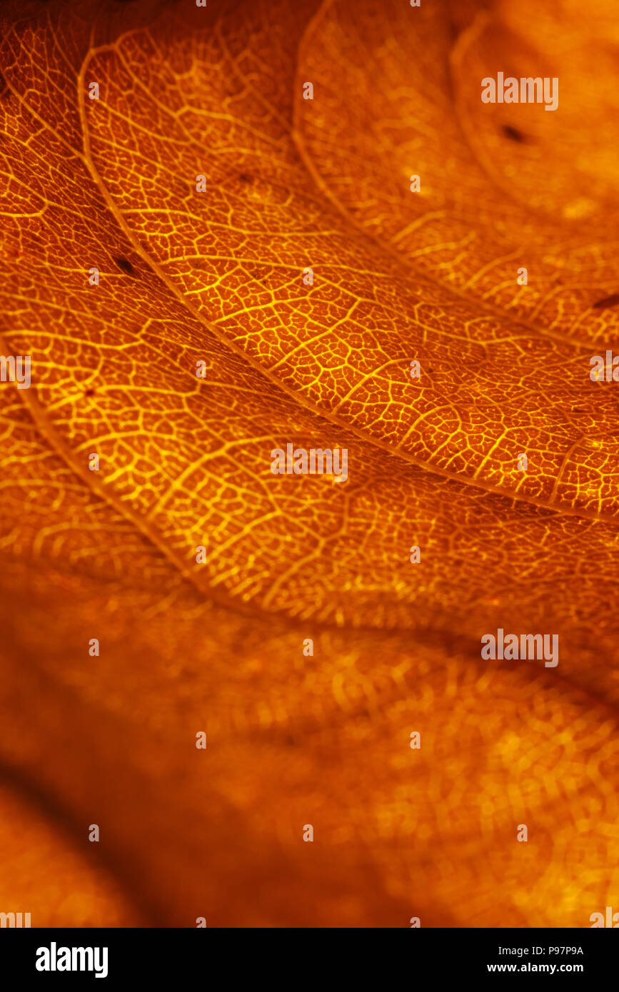 Feuille Orange texture vasculaire close-up. Les vaisseaux sanguins comme des traînées ou des veines, ou comme un oiseau du désert Banque D'Images