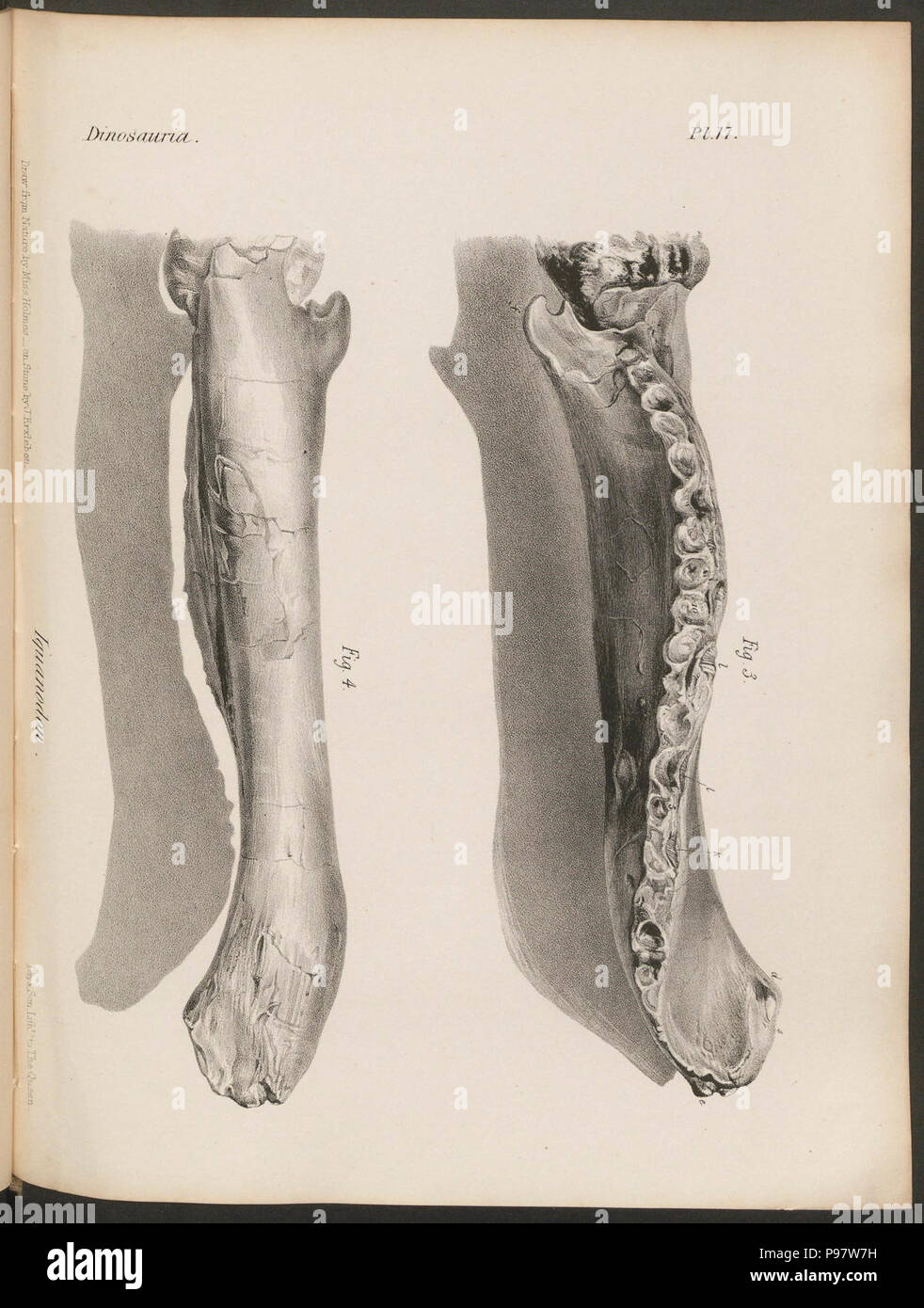 Une histoire de la reptiles fossiles / London:Cassell & Company Limited, 1849-1884. Banque D'Images