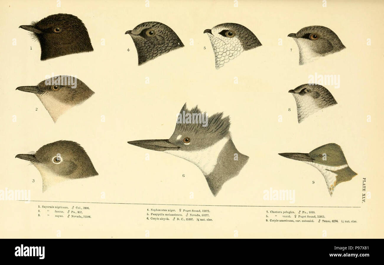 Une histoire d'oiseaux de l'Amérique du Nord / Boston:Little, Brown, 1905. Banque D'Images