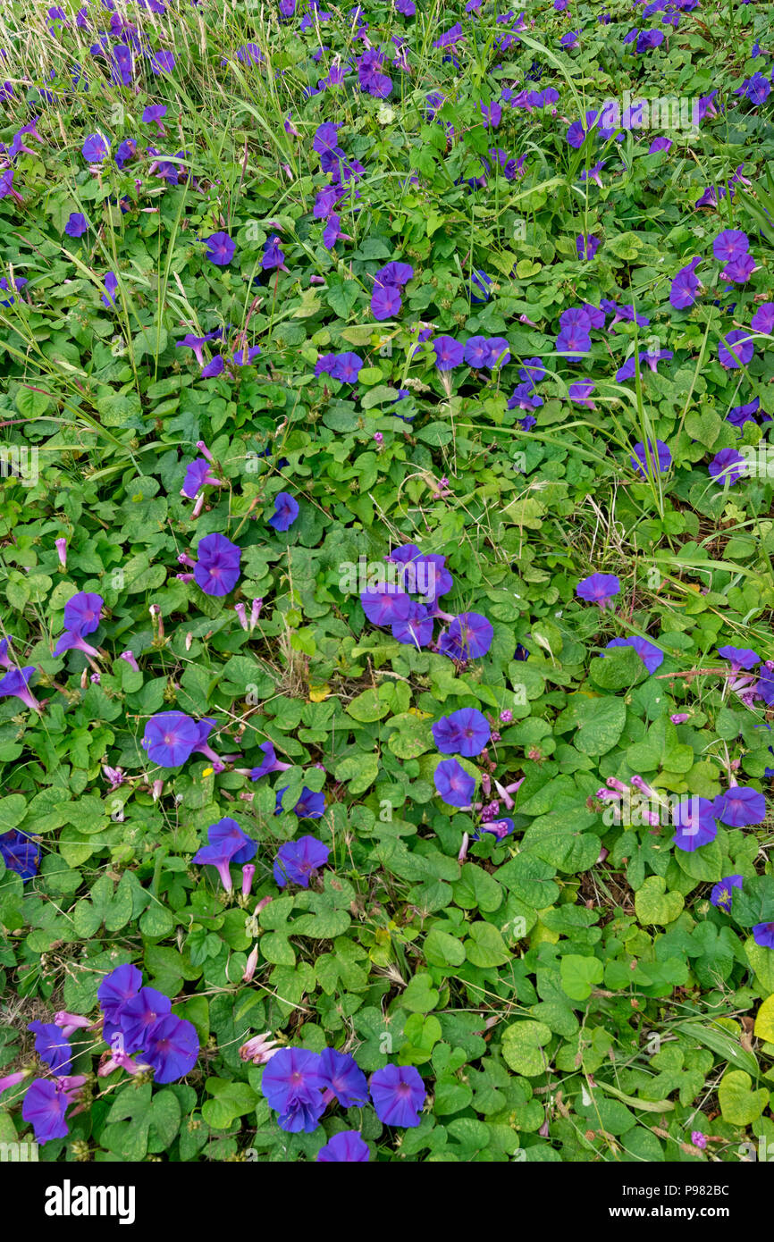 Fleurs violettes sur vert kackground Banque D'Images