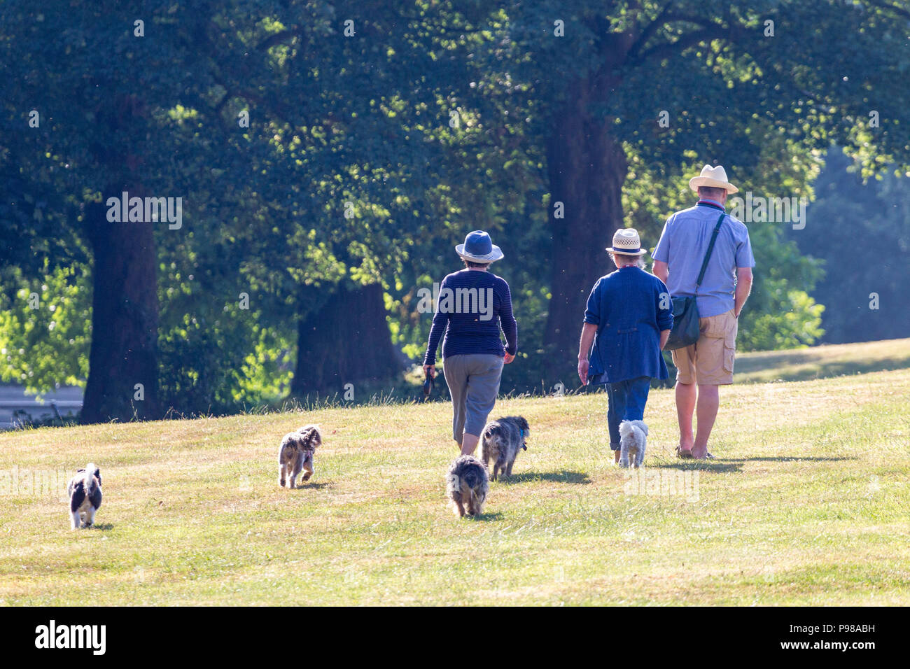 Northampton. Royaume-uni le 16 juillet 2018. Un matin humide et chaud pour le dog walkers Abington Park, la plupart s'en tenir à l'ombre pour soulager un peu de la chaleur. Credit : Keith J Smith./Alamy Live News Banque D'Images
