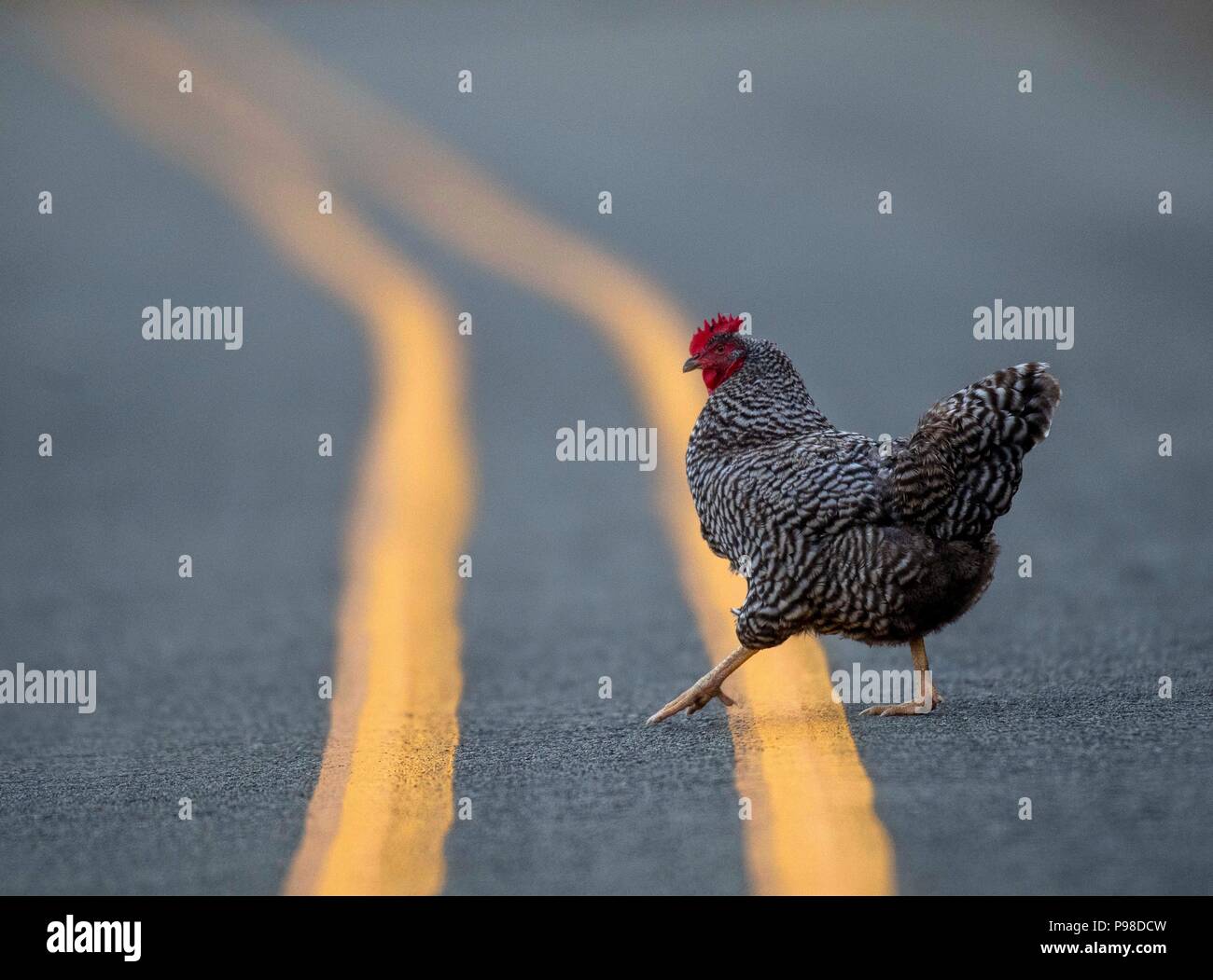 Roseburg, Oregon, USA. 16 juillet, 2018. Un poulet précairement franchit la ligne jaune double d'une route de campagne près de Roseburg dans l'ouest de l'Oregon. Crédit : Robin/Loznak ZUMA Wire/Alamy Live News Banque D'Images