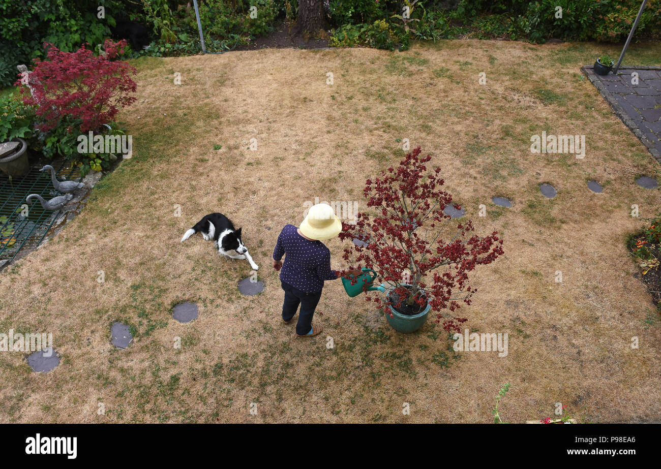 Telford, Royaume-Uni. 16th juillet 2018. Un jardinier désespéré pour la pluie sur sa pelouse parchée à Telford, Shropshire, Royaume-Uni crédit: David Bagnall Banque D'Images