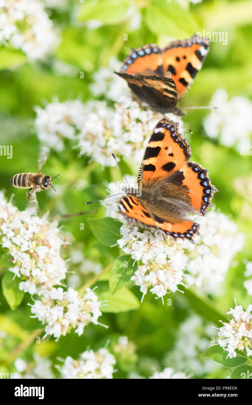 Stirlingshire, Scotland, UK - 16 juillet 2018 : UK - Petite Écaille de papillons et d'abeilles à miel sur la marjolaine sur un climat chaud et sec mais Nuageux avec percées de soleil intervalles dans une Stirlingshire garden Crédit : Kay Roxby/Alamy Live News Banque D'Images