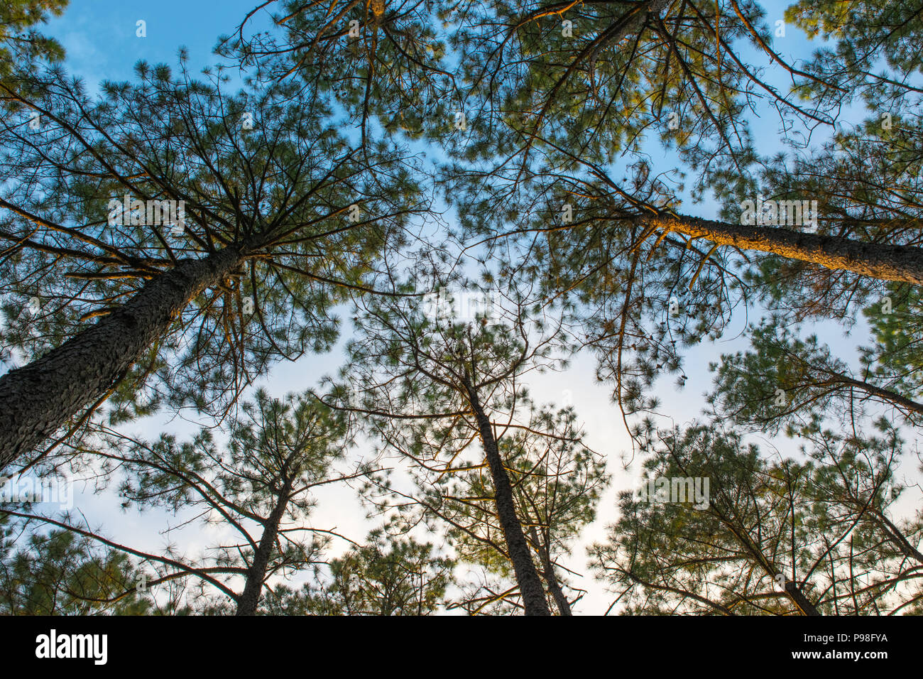 Jusqu'à la hauteur des arbres à l'Illinois dans l'été avec un ciel bleu au blanc Banque D'Images