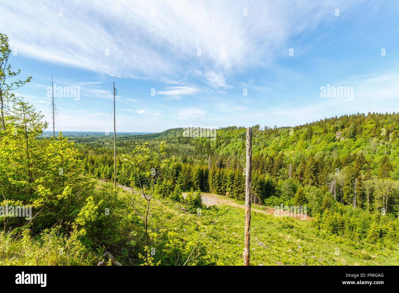 Vue d'un paysage de forêt avec une zone de coupe à blanc Banque D'Images