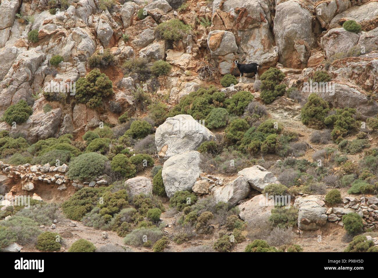 Chèvre solitaire dans le paysage grec sauvage, Tilos Banque D'Images