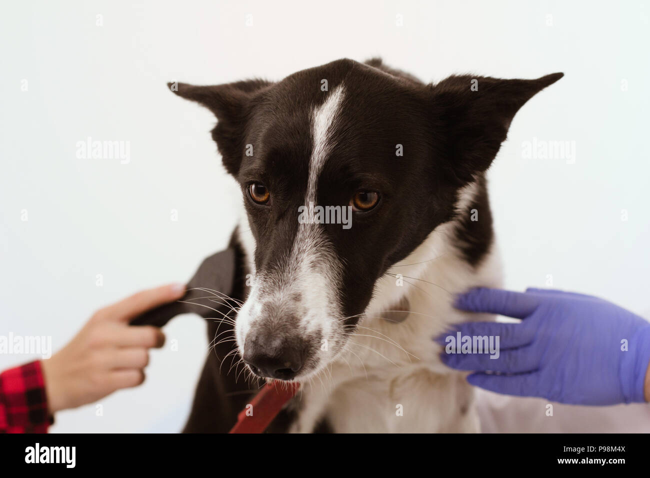 Chien à la clinique vétérinaire isolé sur fond blanc. Banque D'Images