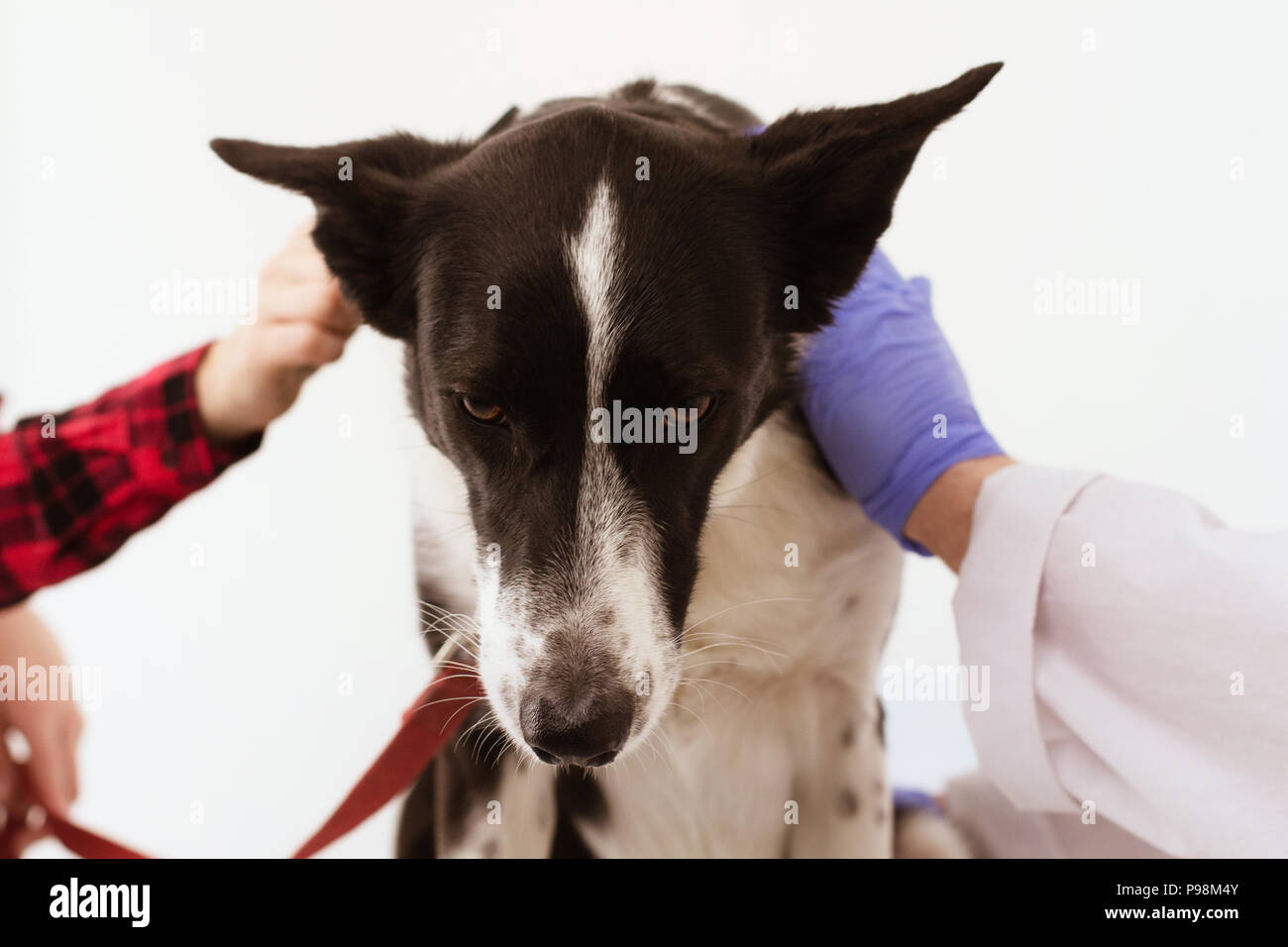 Chien à la clinique vétérinaire isolé sur fond blanc. Banque D'Images