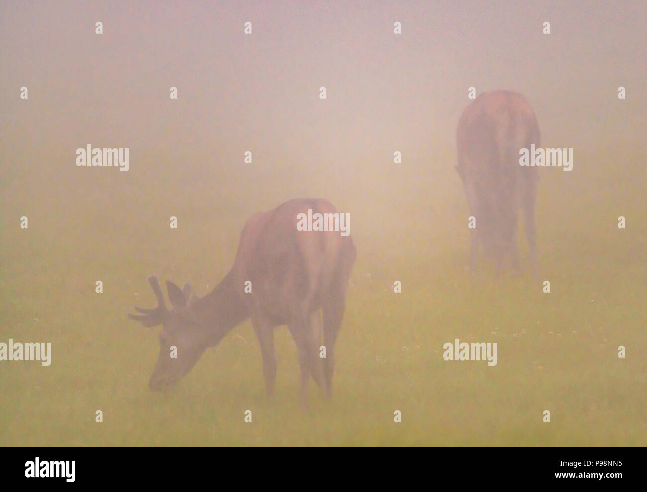 Red Deer dans la brume du matin Banque D'Images