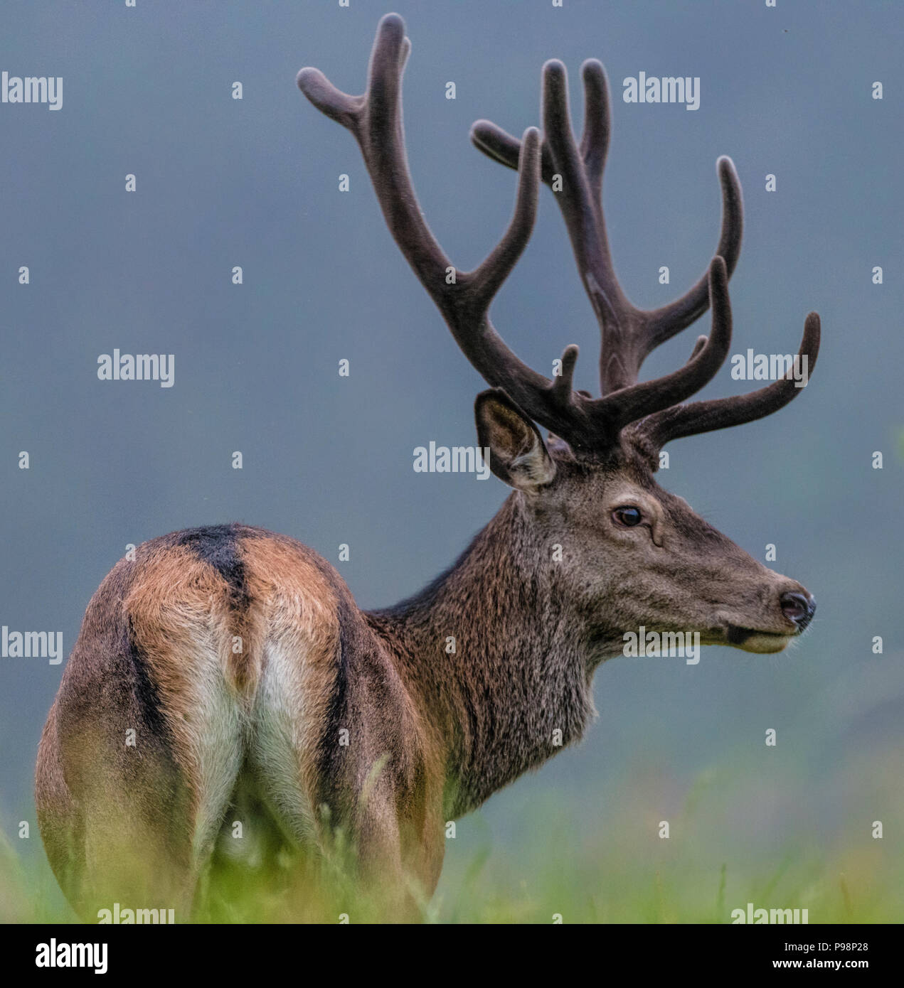 Red Deer en Norvège Banque D'Images