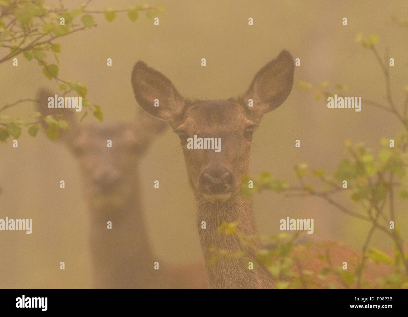 Norwegian red deer dans la brume du matin Banque D'Images