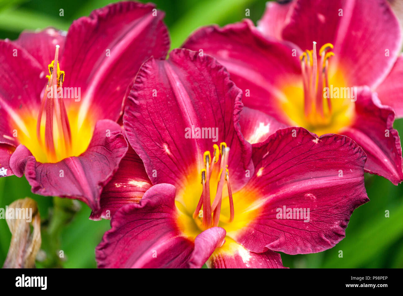 Fleurs de Daylis rouges, fleurs de Hemérocallis rouges 'Charles Johnston' Daylilies gorge jaune Banque D'Images Fleurs de Daylis rouges, fleurs de Hemérocallis rouges 'Charles Johnston' Daylilies gorge jaune Banque D'Images