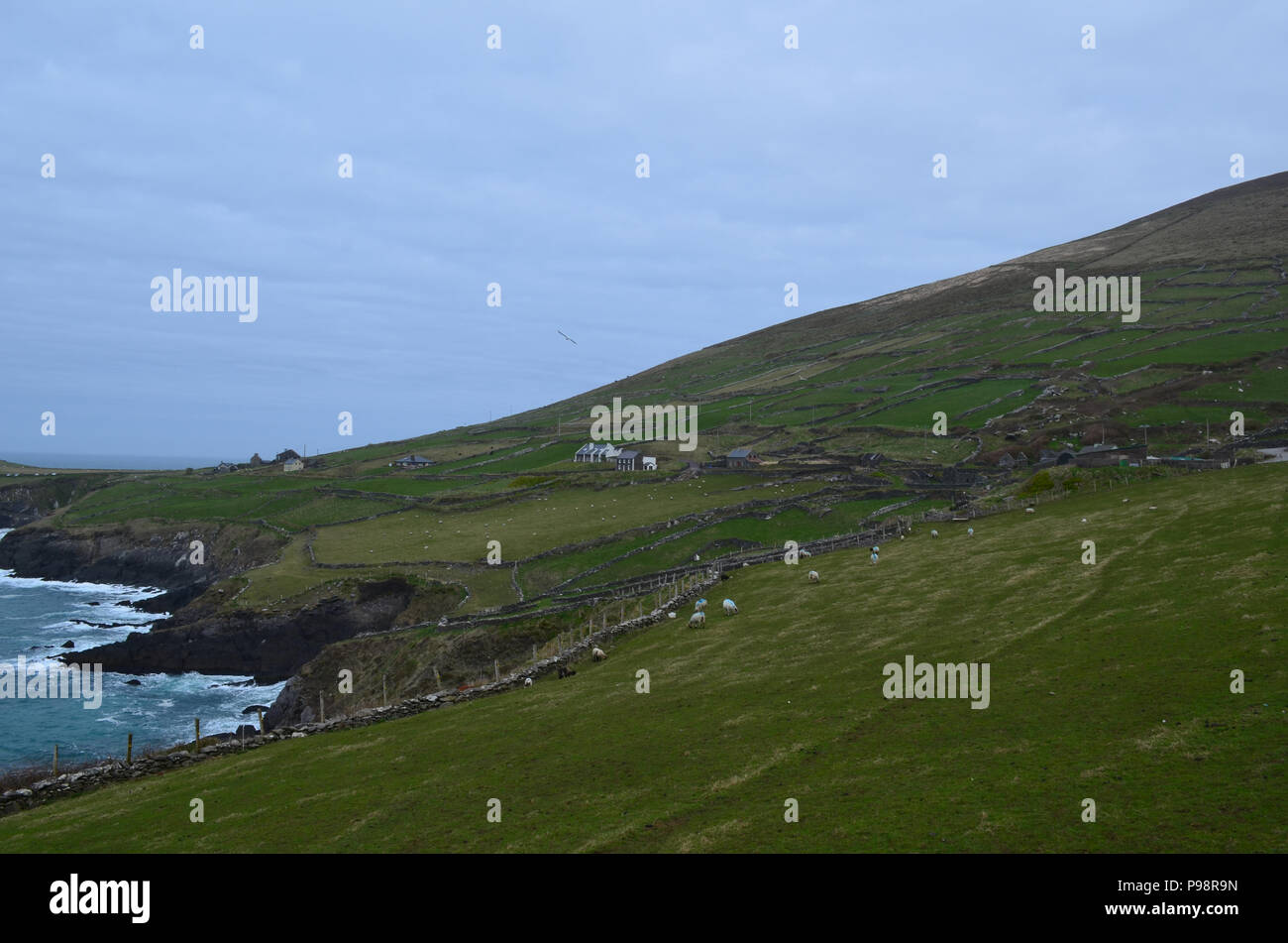 Les champs d'herbe sur la côte de l'Irlande avec des moutons paissant Banque D'Images