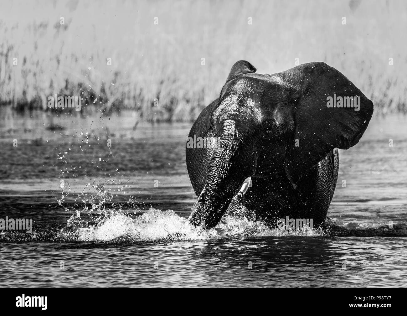 Les éléphants dans la rivière Chobe, au Botswana Namibie frontière. Banque D'Images