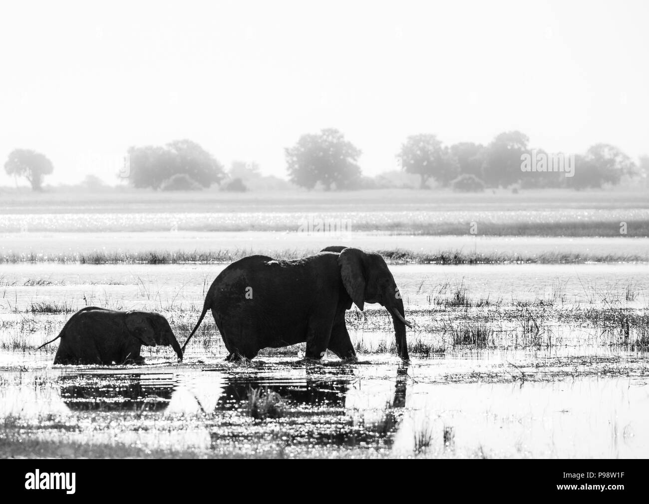 Les éléphants dans la rivière Chobe, au Botswana Namibie frontière. Banque D'Images