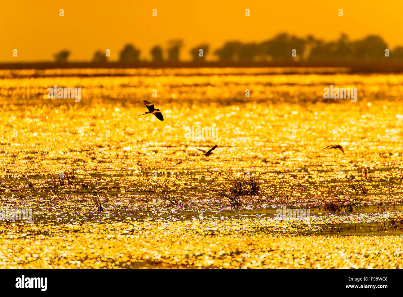 Des oiseaux volent au-dessus d'une rivière Chobe dorées au coucher du soleil. Botswana Banque D'Images