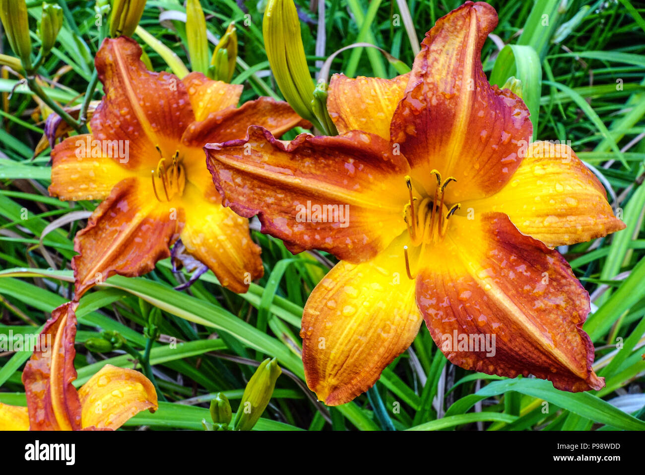 Fleurs de nénuphars orange, jardin de fleurs de nénuphars orange Hemerocallis 'Orange Blaze' Banque D'Images