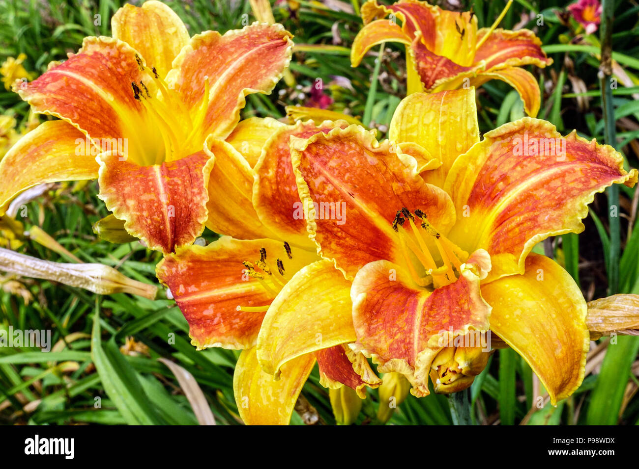 Orange Daylyly Hemerocallis ' Carnival Fun ', daylilas fleurs orange Banque D'Images