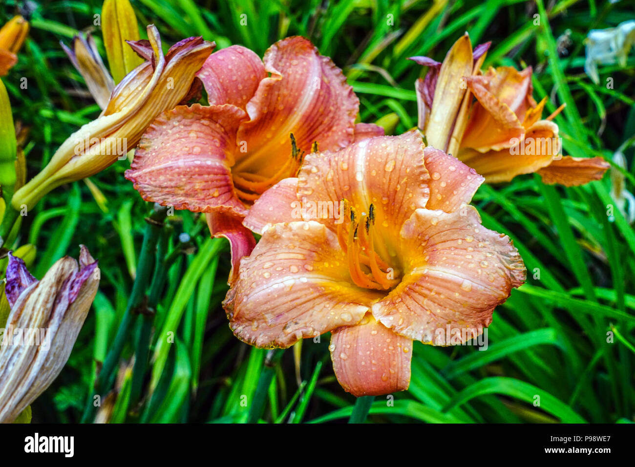 Fleurs de daylis, Hemerocallis ' Pink Tangerine ', daylilas Banque D'Images