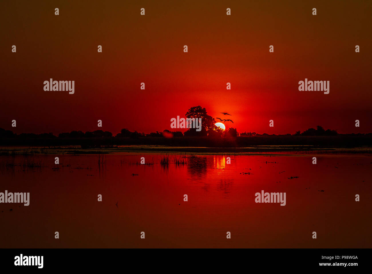 Soleil derrière les arbres de l'autre côté de la rivière Chobe - Botswana, Namibie frontière. En 2018. Refelected les oiseaux dans l'eau de la rivière. Banque D'Images